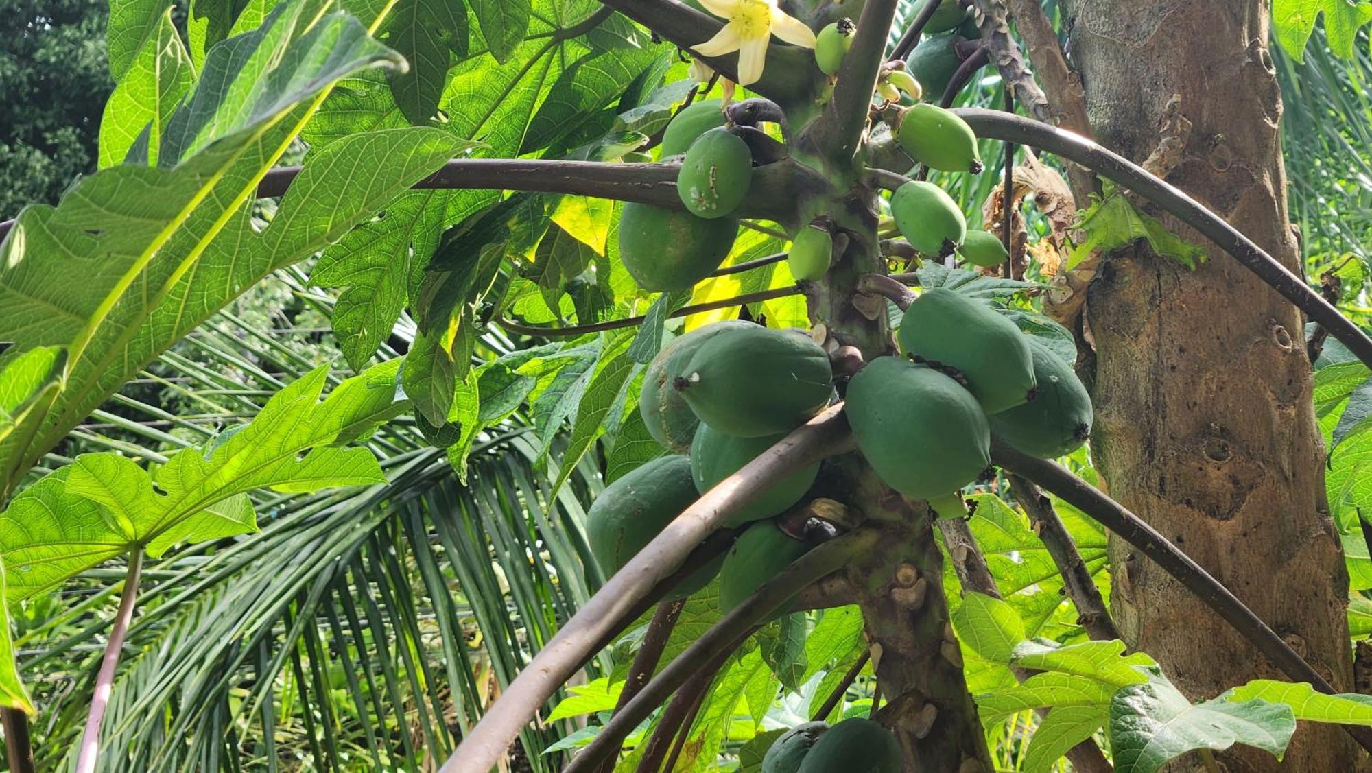 Hotel Luz De Luna Bahia Ballena Uvita Zewnętrze zdjęcie